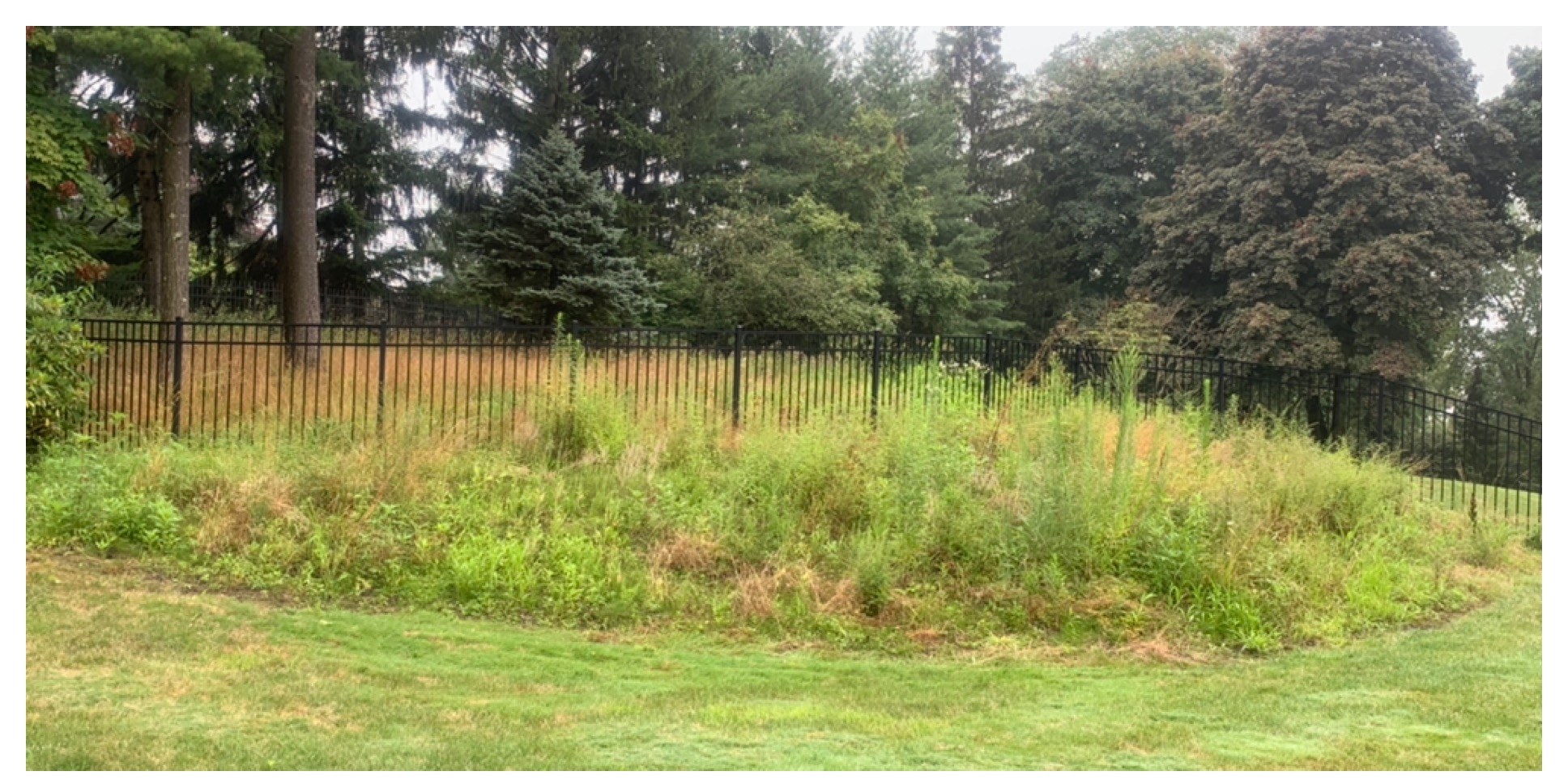 Overgrown hillside before mulching and planting
