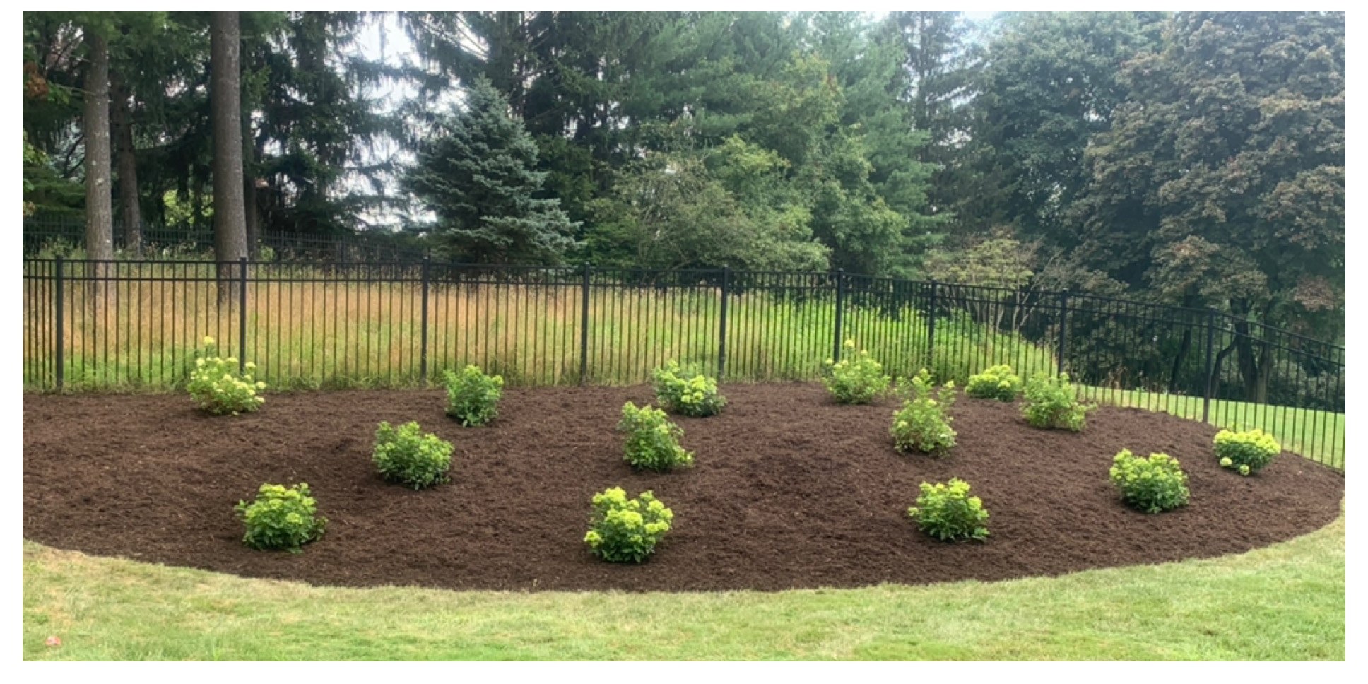 Same hillside after mulching with fresh hydrangea plantings
